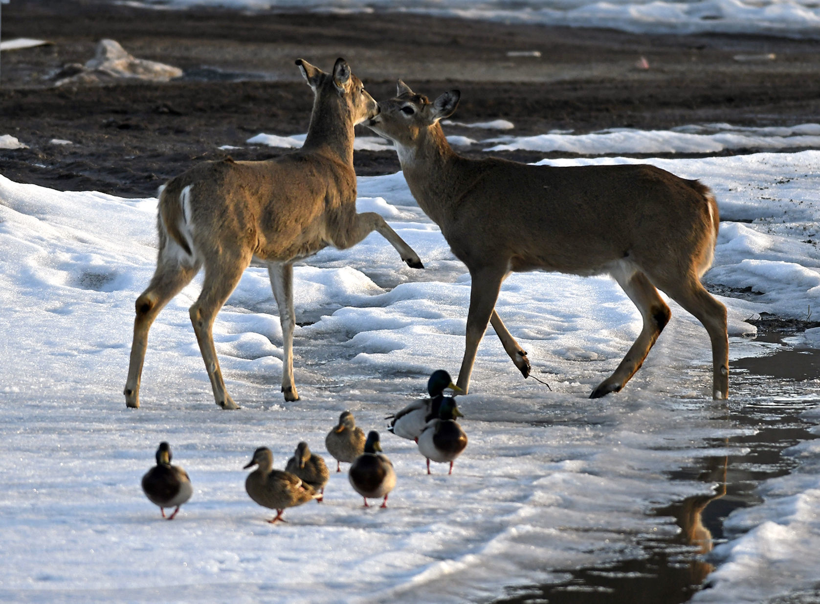 Snowmelt